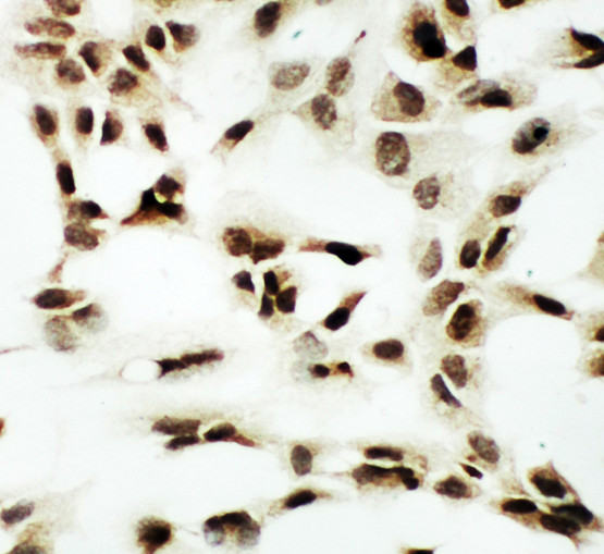 NRF1 / NRF-1 Antibody - NRF1 / NRF-1 antibody. ICC: A549 Cell.