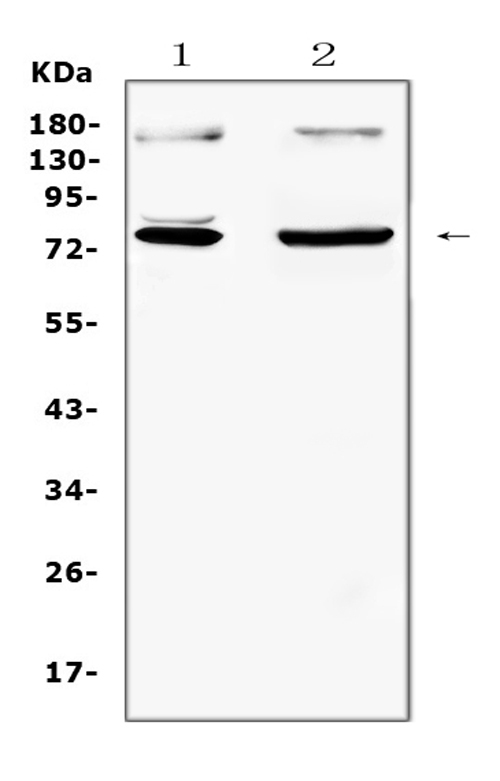 NRF1 / NRF-1 Antibody - All lanes: Anti NRF1 at 0.5ug/ml Lane 1: U2OS Whole Cell Lysate at 40ugLane 2: HELA Whole Cell Lysate at 40ugPredicted bind size: 75KD Observed bind size: 75KD