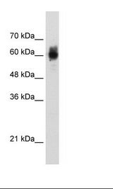 NRF1 / NRF-1 Antibody - Transfected 293T Cell Lysate.  This image was taken for the unconjugated form of this product. Other forms have not been tested.