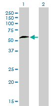 NRF1 / NRF-1 Antibody - Western blot of NRF1 expression in transfected 293T cell line by NRF1 monoclonal antibody (M01), clone 2F9.