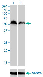 NRF1 / NRF-1 Antibody - Western blot of NRF1 over-expressed 293 cell line, cotransfected with NRF1 Validated Chimera RNAi (Lane 2) or non-transfected control (Lane 1). Blot probed with NRF1 monoclonal antibody, clone 2F9. GAPDH ( 36.1 kD ) used as specificity and.