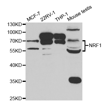 NRF1 / NRF-1 Antibody - Western blot analysis of extracts of various cell lines.
