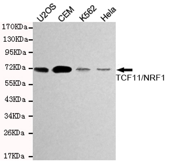 NRF1 / NRF-1 Antibody - Western blot detection of TCF11/NRF1 in HeLa, K562, CEM and U2OS cell lysates using TCF11/NRF1 mouse monoclonal antibody (1:1000 dilution). Predicted band size: 67KDa. Observed band size:72KDa.