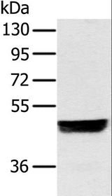 NRF1 / NRF-1 Antibody - Western blot analysis of HeLa cell, using NRF1 Polyclonal Antibody at dilution of 1:500.