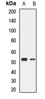 NRF1 / NRF-1 Antibody