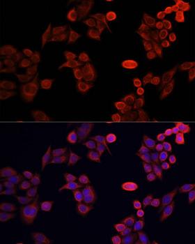 NRF1 / NRF-1 Antibody - Immunofluorescence analysis of HeLa cells using NRF1 antibody at dilution of 1:100. Blue: DAPI for nuclear staining.
