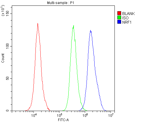 NRF1 / NRF-1 Antibody - Flow Cytometry analysis of A431 cells using anti-NRF1 antibody. Overlay histogram showing A431 cells stained with anti-NRF1 antibody (Blue line). The cells were blocked with 10% normal goat serum. And then incubated with rabbit anti-NRF1 Antibody (1µg/10E6 cells) for 30 min at 20°C. DyLight®488 conjugated goat anti-rabbit IgG (5-10µg/10E6 cells) was used as secondary antibody for 30 minutes at 20°C. Isotype control antibody (Green line) was rabbit IgG (1µg/10E6 cells) used under the same conditions. Unlabelled sample (Red line) was also used as a control.
