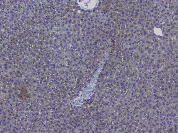 NRF1 / NRF-1 Antibody - IHC analysis of NRF1 using anti-NRF1 antibody. NRF1 was detected in paraffin-embedded section of mouse liver tissue. Heat mediated antigen retrieval was performed in citrate buffer (pH6, epitope retrieval solution) for 20 mins. The tissue section was blocked with 10% goat serum. The tissue section was then incubated with 1µg/ml rabbit anti-NRF1 Antibody overnight at 4°C. Biotinylated goat anti-rabbit IgG was used as secondary antibody and incubated for 30 minutes at 37°C. The tissue section was developed using Strepavidin-Biotin-Complex (SABC) with DAB as the chromogen.