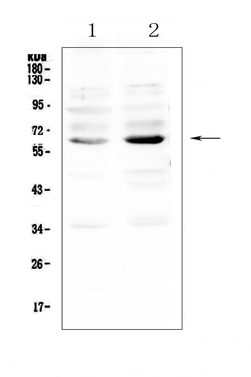 NRF1 / NRF-1 Antibody - Western blot analysis of NRF1 using anti-NRF1 antibody. Electrophoresis was performed on a 5-20% SDS-PAGE gel at 70V (Stacking gel) / 90V (Resolving gel) for 2-3 hours. The sample well of each lane was loaded with 50ug of sample under reducing conditions. Lane 1: human K562 whole cell lysate,Lane 2: human MDA-MB-231 whole cell lysate. After Electrophoresis, proteins were transferred to a Nitrocellulose membrane at 150mA for 50-90 minutes. Blocked the membrane with 5% Non-fat Milk/ TBS for 1.5 hour at RT. The membrane was incubated with rabbit anti-NRF1 antigen affinity purified polyclonal antibody at 0.5 µg/mL overnight at 4°C, then washed with TBS-0.1% Tween 3 times with 5 minutes each and probed with a goat anti-rabbit IgG-HRP secondary antibody at a dilution of 1:10000 for 1.5 hour at RT. The signal is developed using an Enhanced Chemiluminescent detection (ECL) kit with Tanon 5200 system. A specific band was detected for NRF1 at approximately 65KD. The expected band size for NRF1 is at 54KD.
