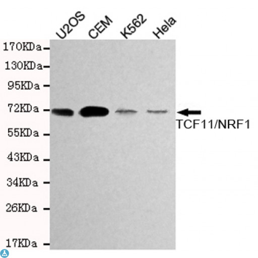 NRF1 / NRF-1 Antibody - Western blot detection of TCF11/NRF1 in Hela, K562, CEM and U2OS cell lysates using TCF11/NRF1 mouse mAb (1:1000 diluted). Predicted band size: 67KDa. Observed band size: 72KDa.