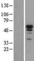 NRF1 / NRF-1 Protein - Western validation with an anti-DDK antibody * L: Control HEK293 lysate R: Over-expression lysate