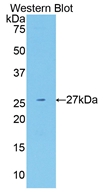 NRG1 / Heregulin / Neuregulin Antibody - Western Blot; Sample: Recombinant protein.