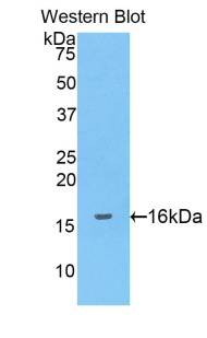 NRG1 / Heregulin / Neuregulin Antibody - Western blot of recombinant NRG1 / Heregulin / Neuregulin.  This image was taken for the unconjugated form of this product. Other forms have not been tested.