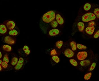 NRG1 / Heregulin / Neuregulin Antibody - IF staining of human MCF7 cells with Neuregulin-1 antibody (clone NRG1/2752, green) and Reddot nuclear stain (red).