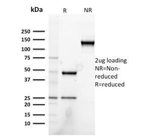 NRG1 / Heregulin / Neuregulin Antibody - SDS-PAGE analysis of purified, BSA-free Neuregulin-1 antibody (clone NRG1/2752) as confirmation of integrity and purity.