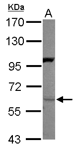NRG1 / Heregulin / Neuregulin Antibody - Sample (30 ug of whole cell lysate) A: 293T 7.5% SDS PAGE NRG1 antibody diluted at 1:2000