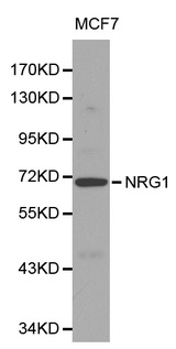 NRG1 / Heregulin / Neuregulin Antibody - Western blot of NRG1 pAb in extracts from MCF7 cells.