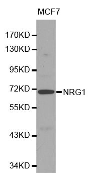 NRG1 / Heregulin / Neuregulin Antibody - Western blot analysis of extracts of MCF-7 cells, using NRG1 antibody. The secondary antibody used was an HRP Goat Anti-Rabbit IgG (H+L) at 1:10000 dilution. Lysates were loaded 25ug per lane and 3% nonfat dry milk in TBST was used for blocking.