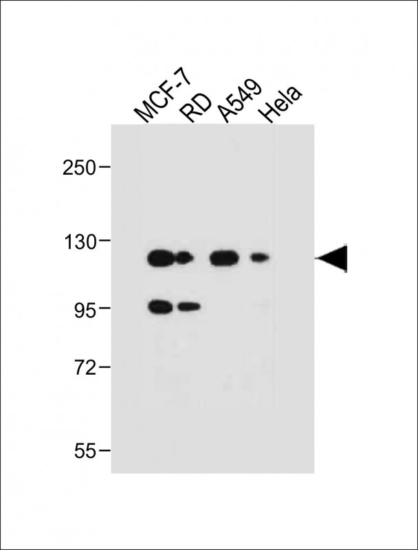 NRG1 / Heregulin / Neuregulin Antibody - All lanes: Anti-NRG1-Antibody (C-term) at 1:1000 dilution Lane 1: MCF-7 whole cell lysate Lane 2: RD whole cell lysate Lane 3: A549 whole cell lysate Lane 4: Hela whole cell lysate Lysates/proteins at 20 µg per lane. Secondary Goat Anti-Rabbit IgG, (H+L), Peroxidase conjugated at 1/10000 dilution. Predicted band size: 70 kDa Blocking/Dilution buffer: 5% NFDM/TBST.