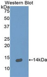 NRG2 Antibody - Western blot of recombinant NRG2.  This image was taken for the unconjugated form of this product. Other forms have not been tested.