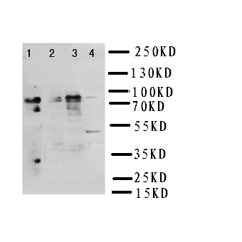 NRG2 Antibody - WB of NRG2 antibody. Lane 1: Rat Liver Tissue Lysate. Lane 2: COLO320 cell Lysate. Lane 3: SMMC cell Lysate. Lane 4: SW620 cell Lysate.