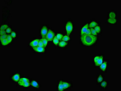 NRG2 Antibody - Immunofluorescent analysis of PC-3 cells using NRG2 Antibody at dilution of 1:100 and Alexa Fluor 488-congugated AffiniPure Goat Anti-Rabbit IgG(H+L)