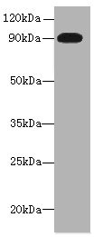 NRG2 Antibody - Western blot All lanes: NRG2 antibody at 16µg/ml + U251 whole cell lysate Secondary Goat polyclonal to rabbit IgG at 1/10000 dilution Predicted band size: 92, 91, 93, 47, 46, 68, 71 kDa Observed band size: 92 kDa