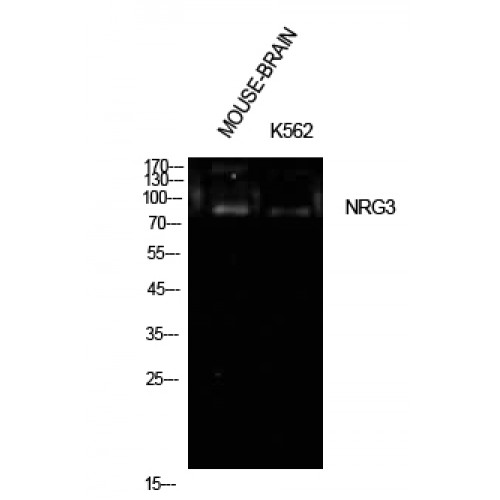 NRG3 Antibody - Western blot of Neuregulin-3 antibody