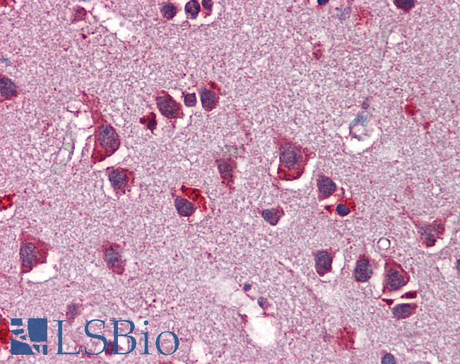 NRG3 Antibody - Anti-NRG3 antibody IHC of human brain, cortex. Immunohistochemistry of formalin-fixed, paraffin-embedded tissue after heat-induced antigen retrieval. Antibody concentration 5 ug/ml.  This image was taken for the unconjugated form of this product. Other forms have not been tested.