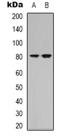 NRG3 Antibody - Western blot analysis of NRG3 expression in K562 (A); mouse brain (B) whole cell lysates.