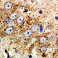 NRG3 Antibody - Immunohistochemical analysis of NRG3 staining in mouse brain formalin fixed paraffin embedded tissue section. The section was pre-treated using heat mediated antigen retrieval with sodium citrate buffer (pH 6.0). The section was then incubated with the antibody at room temperature and detected using an HRP polymer system. DAB was used as the chromogen. The section was then counterstained with hematoxylin and mounted with DPX.