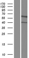 NRG3 Protein - Western validation with an anti-DDK antibody * L: Control HEK293 lysate R: Over-expression lysate