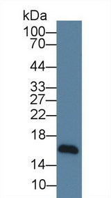 NRG4 Antibody