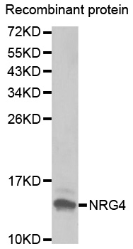 NRG4 Antibody - Western blot analysis of extracts of Recombinant protein.