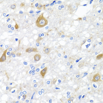 NRG4 Antibody - Immunohistochemistry of paraffin-embedded rat brain tissue.