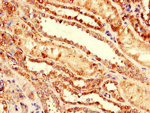 NRG4 Antibody - Immunohistochemistry of paraffin-embedded human kidney tissue using NRG4 Antibody at dilution of 1:100