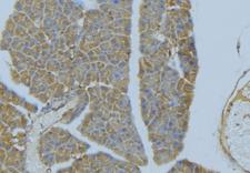 NRG4 Antibody - 1:100 staining human pancreas tissue by IHC-P. The sample was formaldehyde fixed and a heat mediated antigen retrieval step in citrate buffer was performed. The sample was then blocked and incubated with the antibody for 1.5 hours at 22°C. An HRP conjugated goat anti-rabbit antibody was used as the secondary.