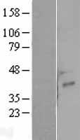NRG4 Protein - Western validation with an anti-DDK antibody * L: Control HEK293 lysate R: Over-expression lysate