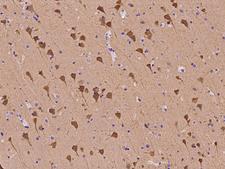 NRGN / Neurogranin Antibody - Immunochemical staining of human NRGN in human brain with rabbit polyclonal antibody at 1:100 dilution, formalin-fixed paraffin embedded sections.