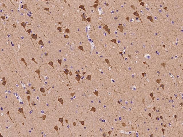 NRGN / Neurogranin Antibody - Immunochemical staining of human NRGN in human brain with rabbit polyclonal antibody at 1:100 dilution, formalin-fixed paraffin embedded sections.