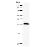 NRIP1 / RIP140 Antibody - Western blot analysis of immunized recombinant protein, using anti-NRIP1 monoclonal antibody.