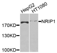 NRIP1 / RIP140 Antibody - Western blot analysis of extracts of various cells.