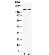 NRIP1 / RIP140 Antibody