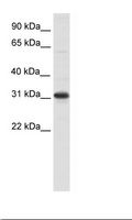 NRIP2 Antibody - Cerebellum Lysate.  This image was taken for the unconjugated form of this product. Other forms have not been tested.