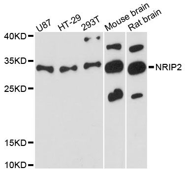 NRIP2 Antibody - Western blot analysis of extracts of various cell lines, using NRIP2 antibody at 1:3000 dilution. The secondary antibody used was an HRP Goat Anti-Rabbit IgG (H+L) at 1:10000 dilution. Lysates were loaded 25ug per lane and 3% nonfat dry milk in TBST was used for blocking. An ECL Kit was used for detection and the exposure time was 90s.