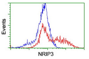 NRIP3 Antibody - HEK293T cells transfected with either overexpress plasmid (Red) or empty vector control plasmid (Blue) were immunostained by anti-NRIP3 antibody, and then analyzed by flow cytometry.