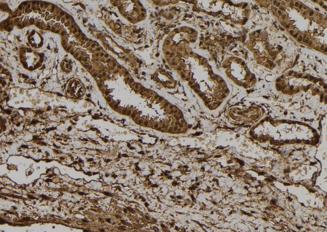 NRIP3 Antibody - 1:100 staining human kidney tissue by IHC-P. The sample was formaldehyde fixed and a heat mediated antigen retrieval step in citrate buffer was performed. The sample was then blocked and incubated with the antibody for 1.5 hours at 22°C. An HRP conjugated goat anti-rabbit antibody was used as the secondary.