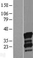 NRIP3 Protein - Western validation with an anti-DDK antibody * L: Control HEK293 lysate R: Over-expression lysate
