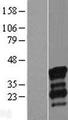 NRIP3 Protein - Western validation with an anti-DDK antibody * L: Control HEK293 lysate R: Over-expression lysate