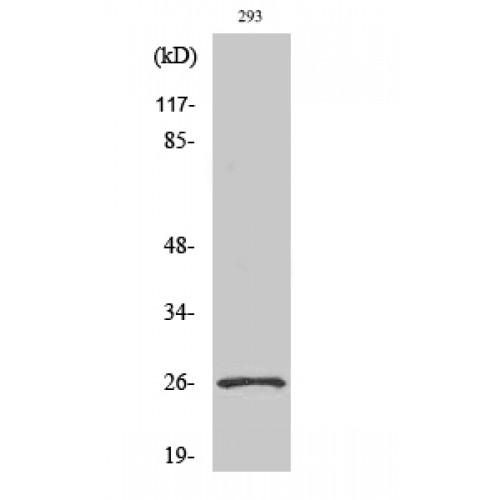 NRL Antibody - Western blot of Nrl antibody